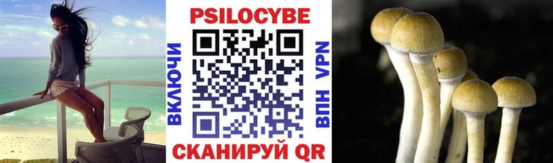 Галлюциногенные грибы Psilocybe  blacksprut как войти  Жердевка 